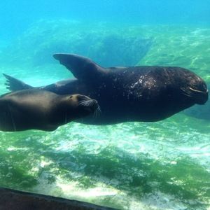 Meet your Posher, Bill